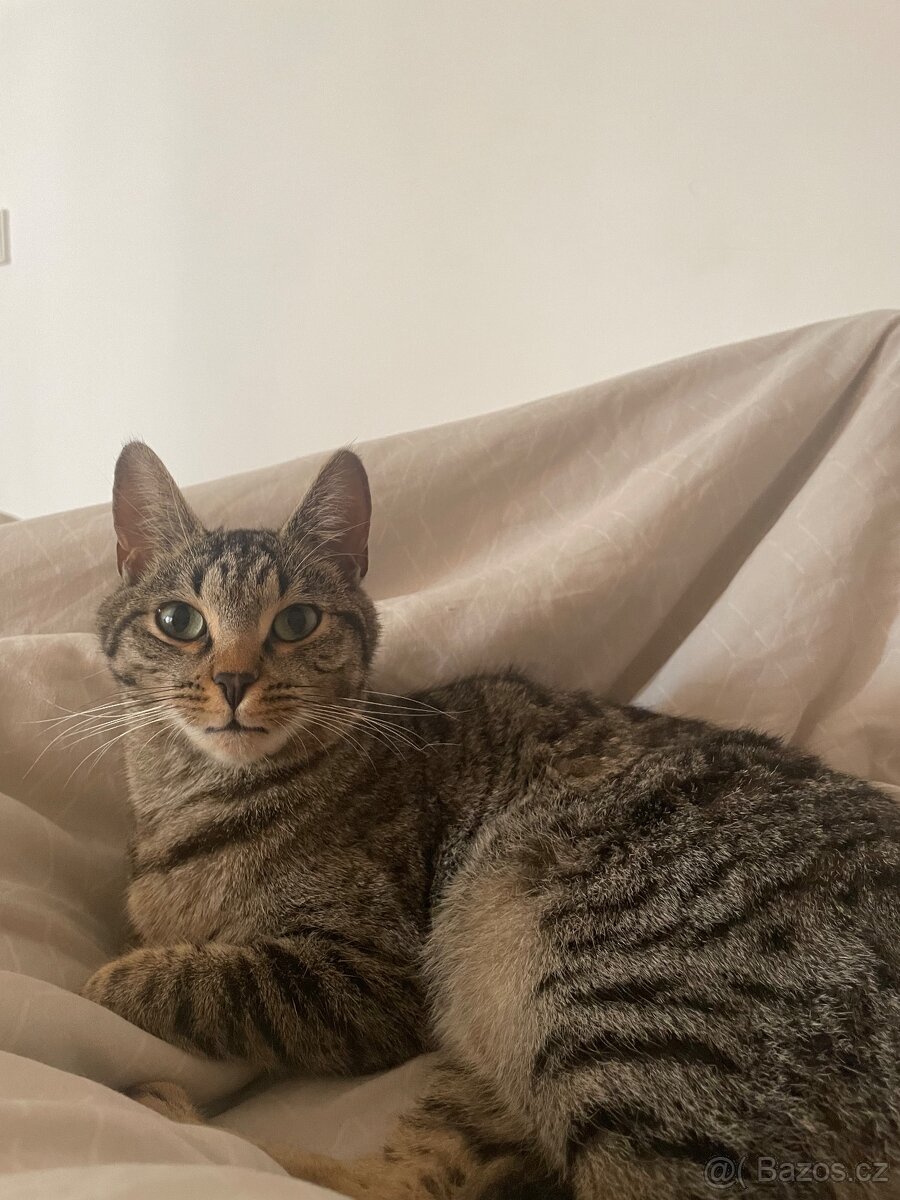 Daruji tříletou kočičku - 9