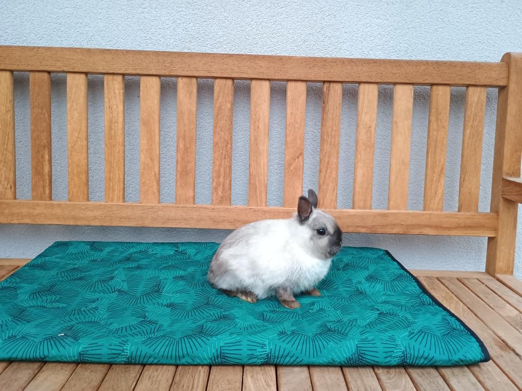 Zakrslý siamský žlutý MINI sameček - 9