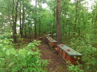 Včelí matky 2026 - 9