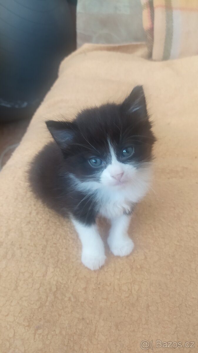 Kočka Evropská & Ragdoll - 9
