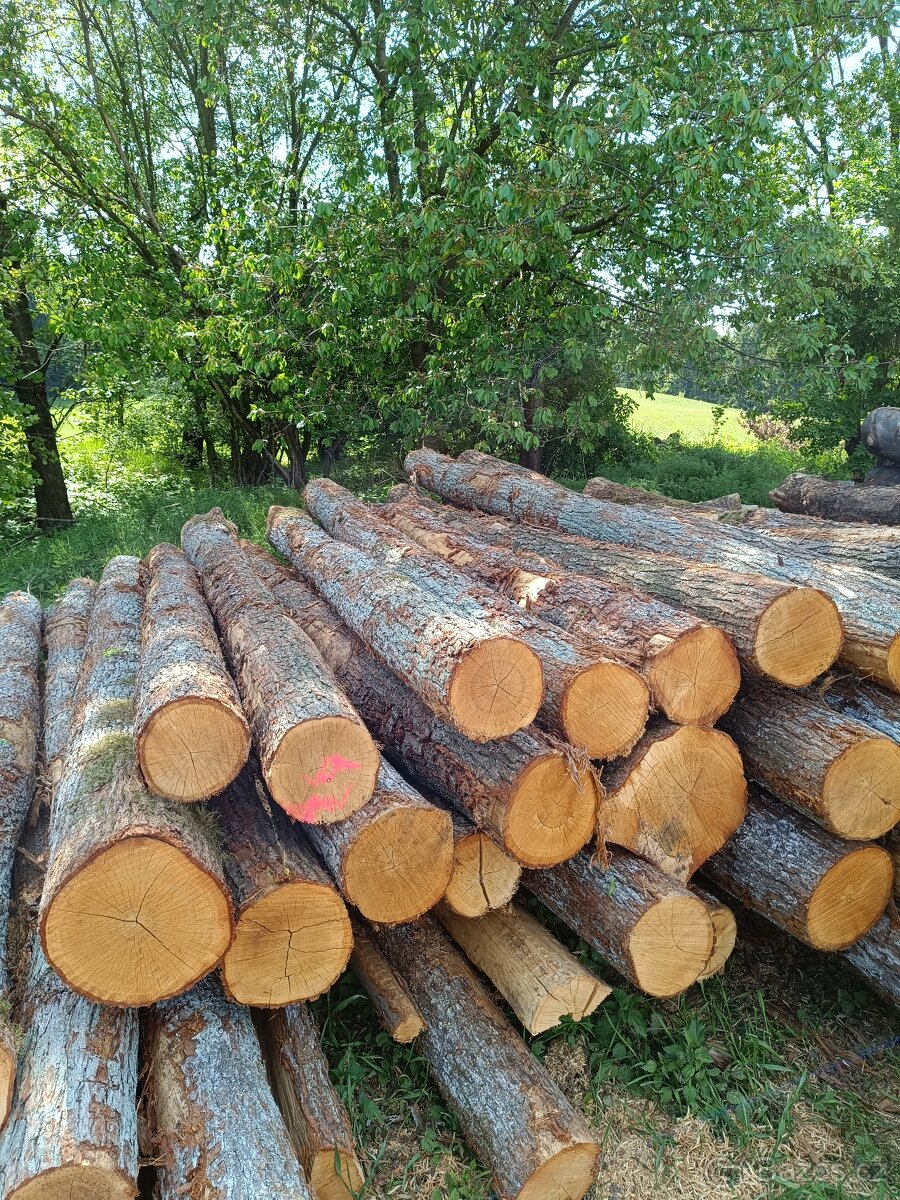 Dubové kůly a palivové dřevo - 9