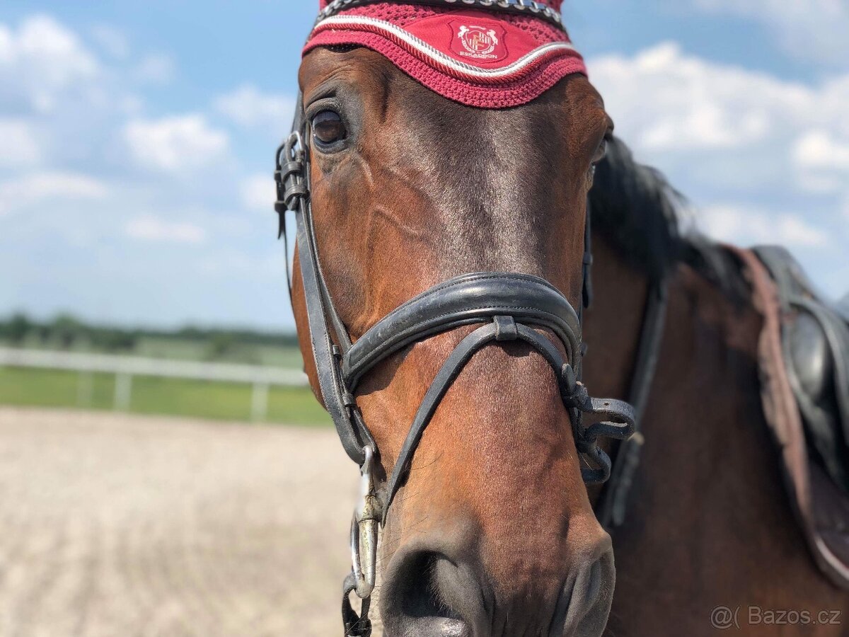 Valach po Grand Step - 9