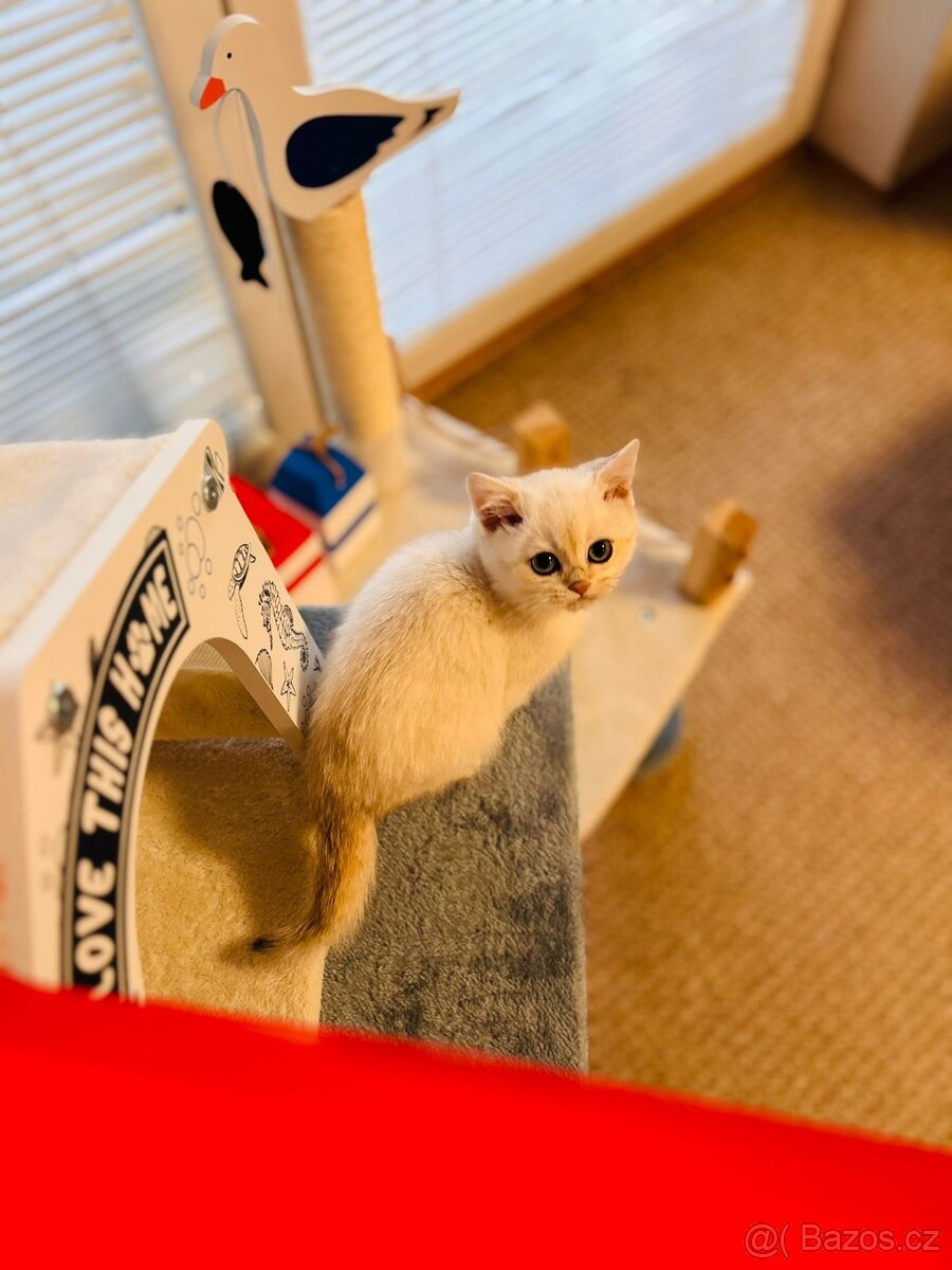 Britská koťátka činčily k odbery hned - 9