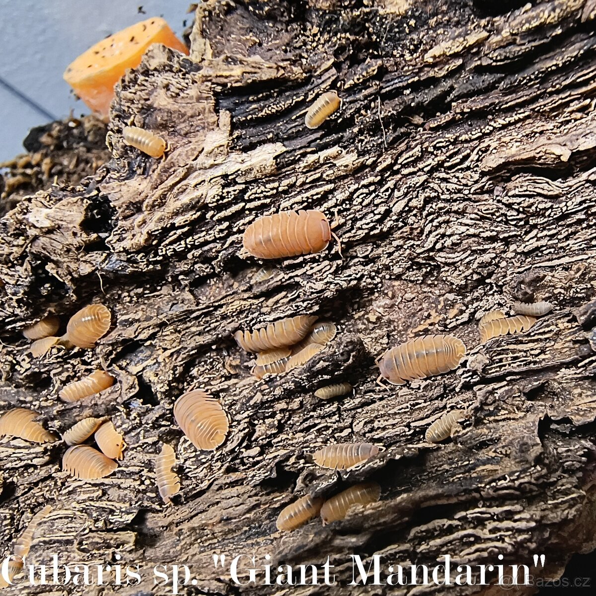 ISOPODY·STÍNKY - Fauna trhy Ostrava 14.12. - 9