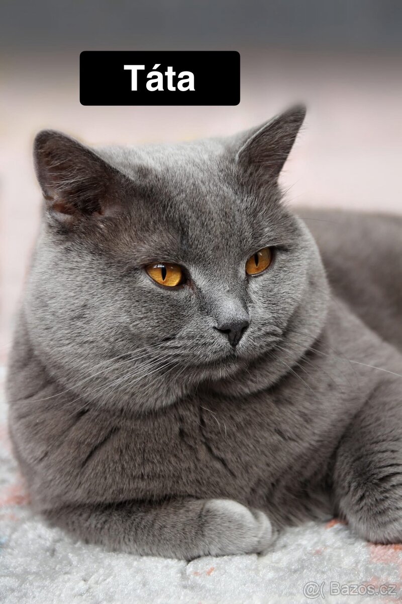 Britské modré kotě - 9
