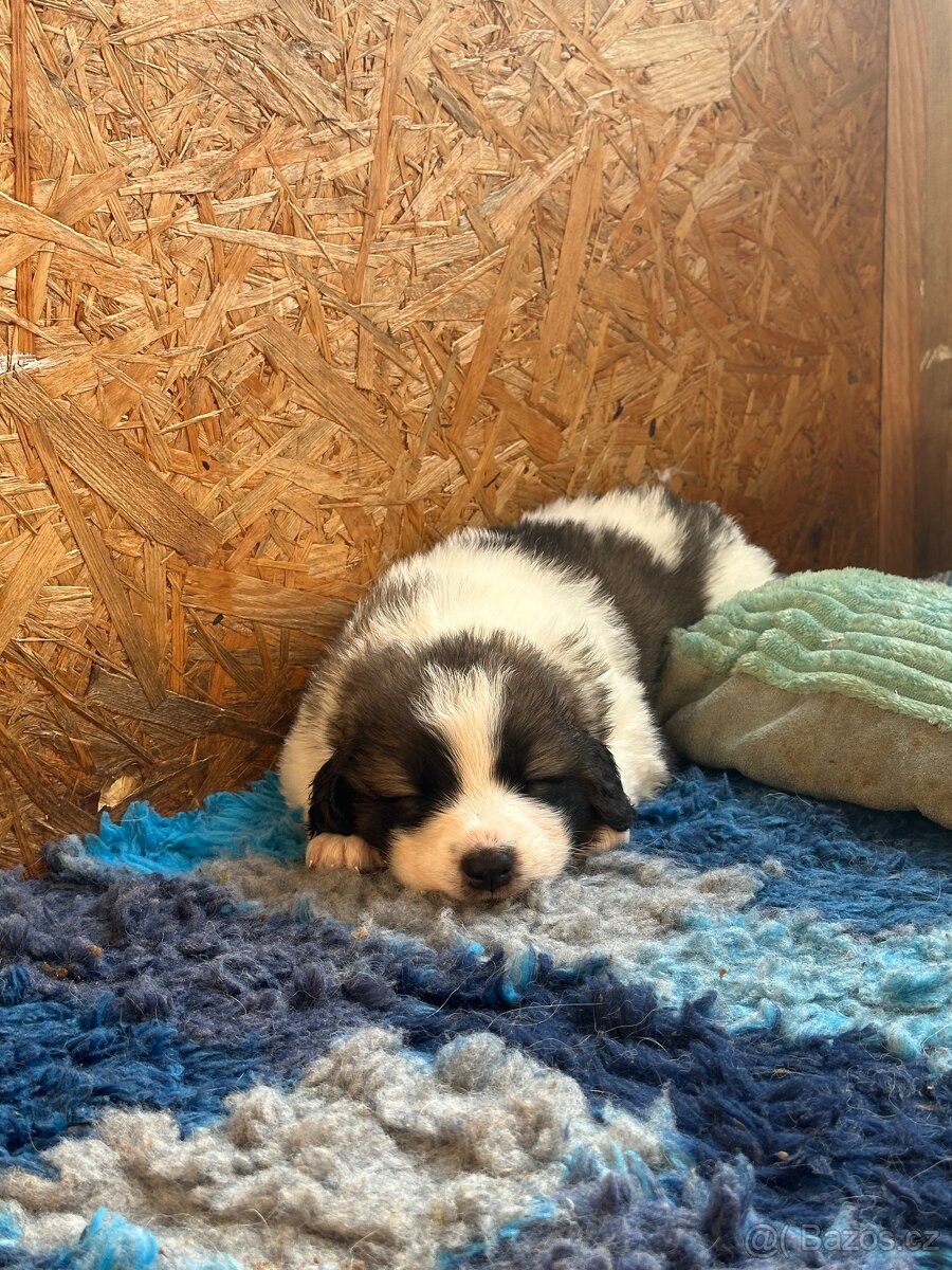 Tornjak s PP poslední 2 štěňátka - 9