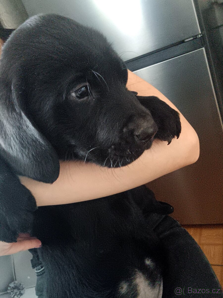 Štěňátka Labradora - 9