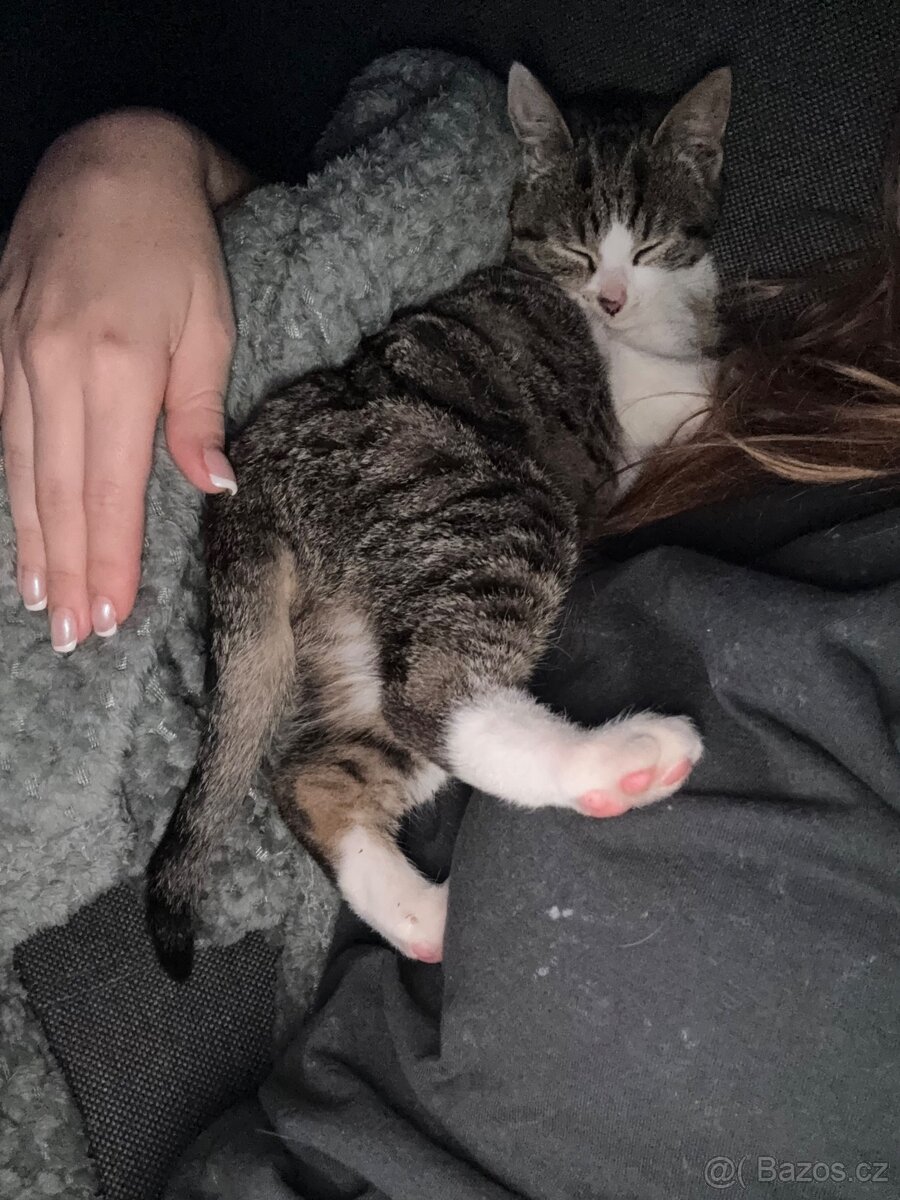 Koťátko - 9