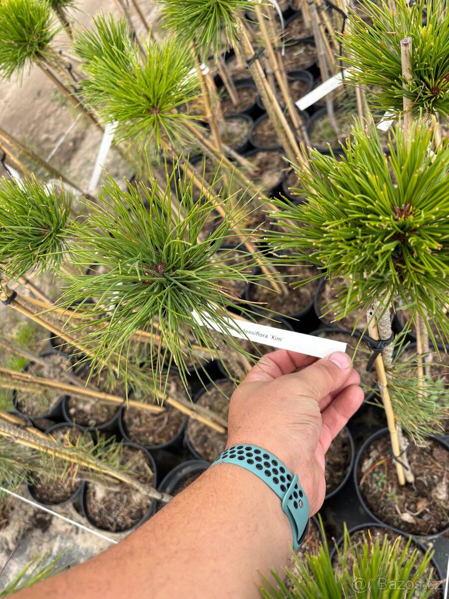 Borovice c3 doprava - 9