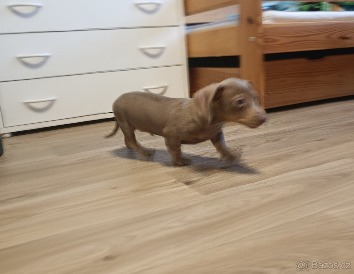 Jezevčík trpasličí pejsek bez PP - 9