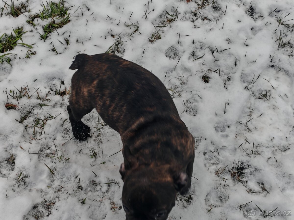 Francouzský buldočci - 9