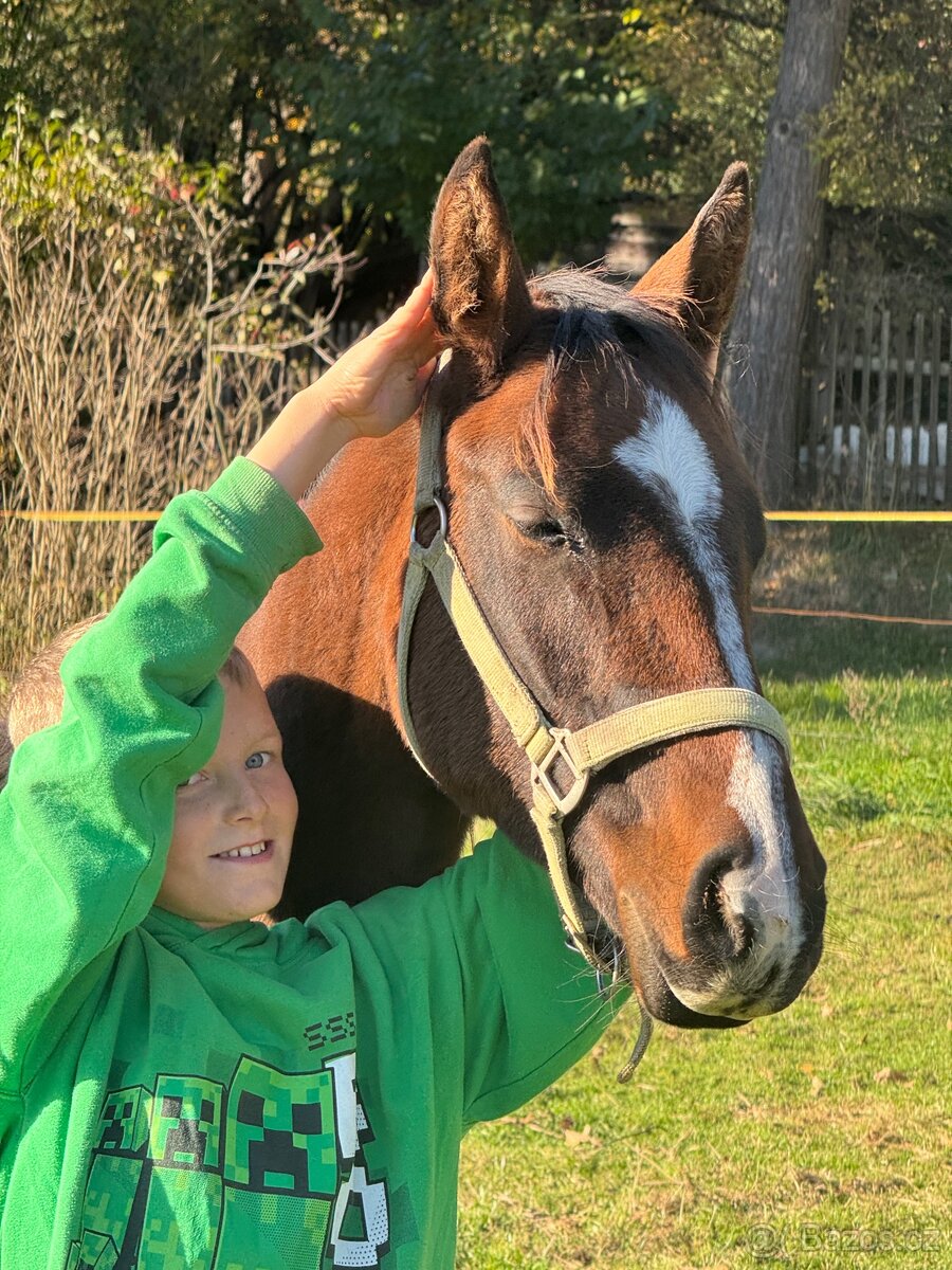 Hřebeček do rodiny - 9