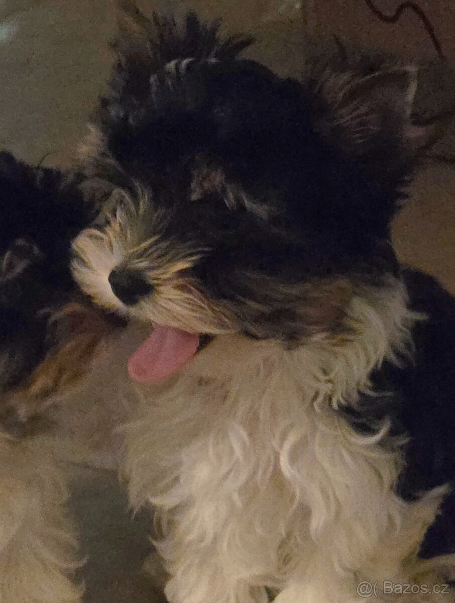 Biewer terrier s P.P. - 9