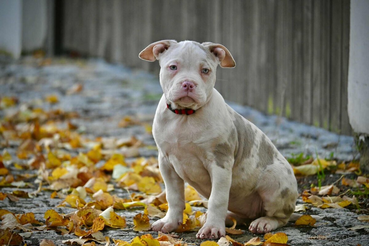 Štěňátka American Bully - 9