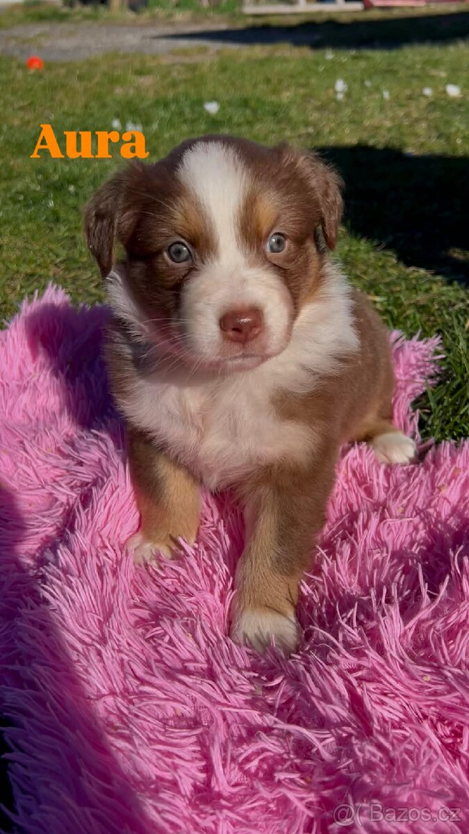 Australský ovčák bez PP - 9