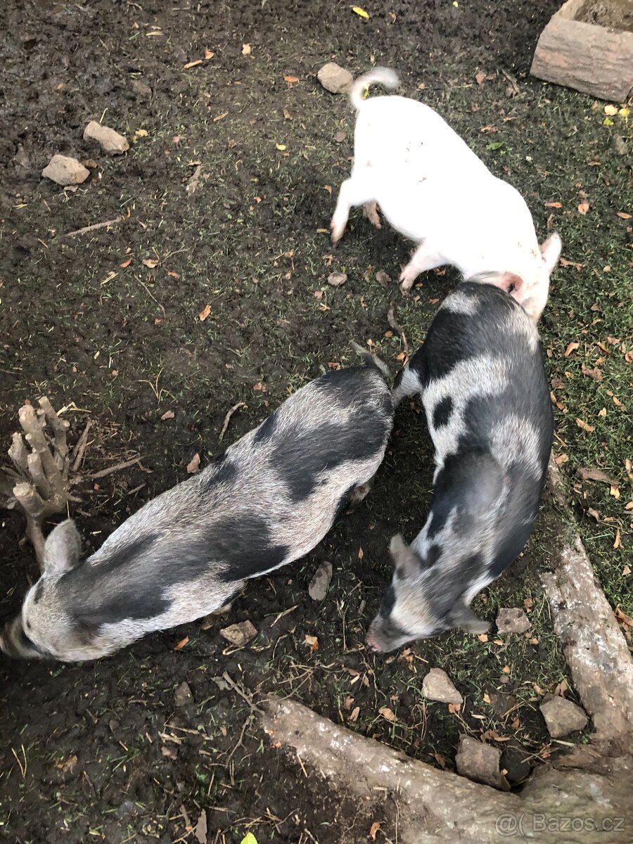 Prodám göttingenská miniprasátka - 9