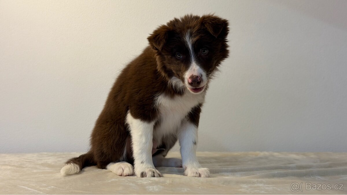 ŠTĚŇÁTKO BORDER KOLIE - 9