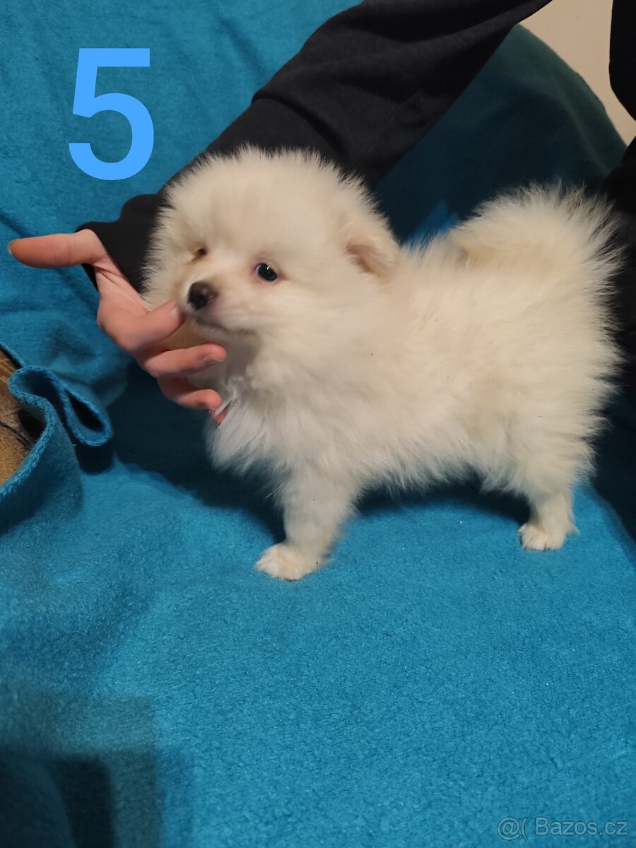 Špic pomeranian štěňátko - 9