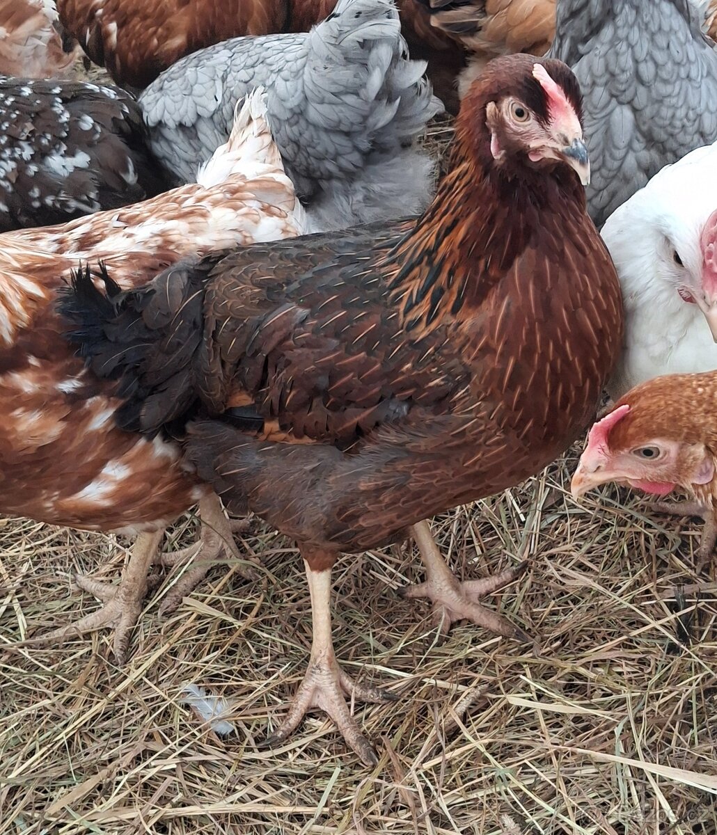 Rozvoz drůbeže - 9