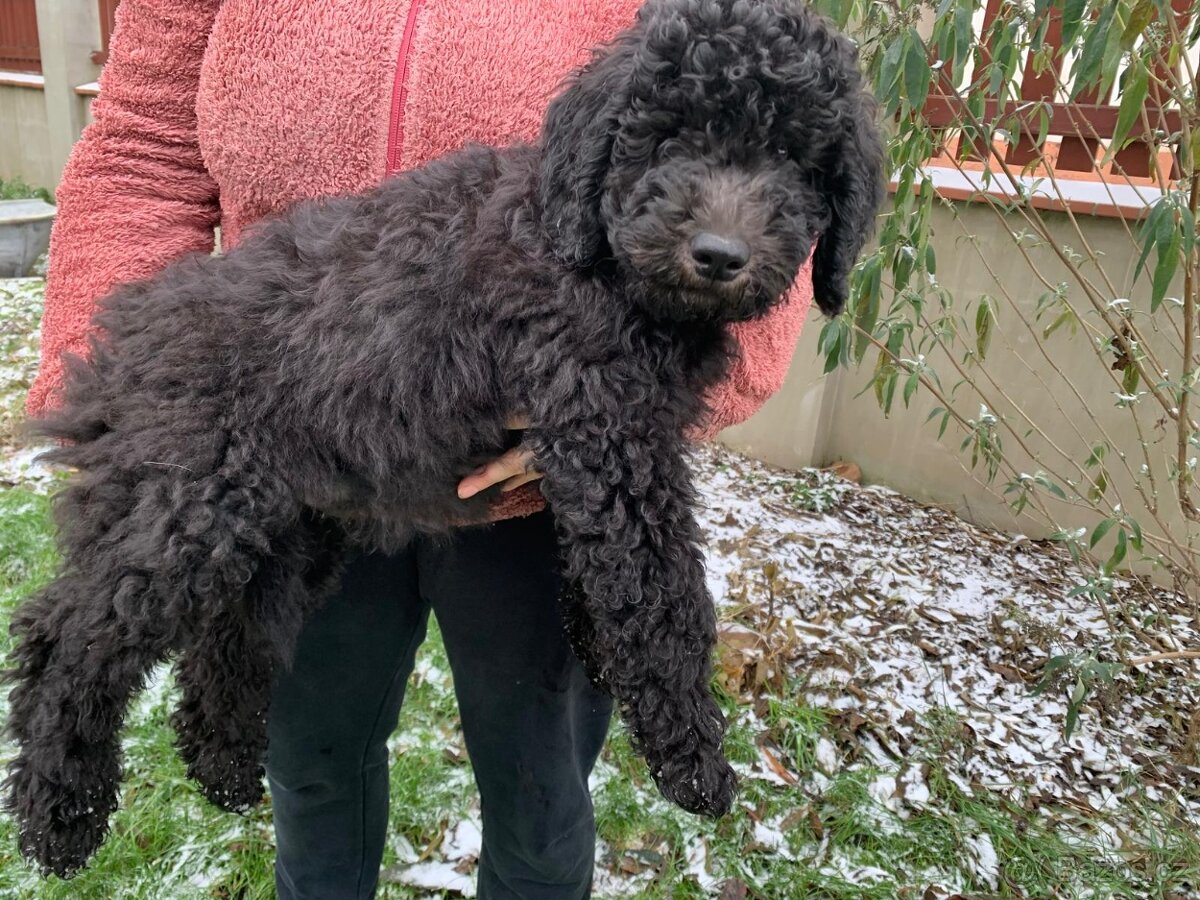 Štěně Labradoodle Draco - 9