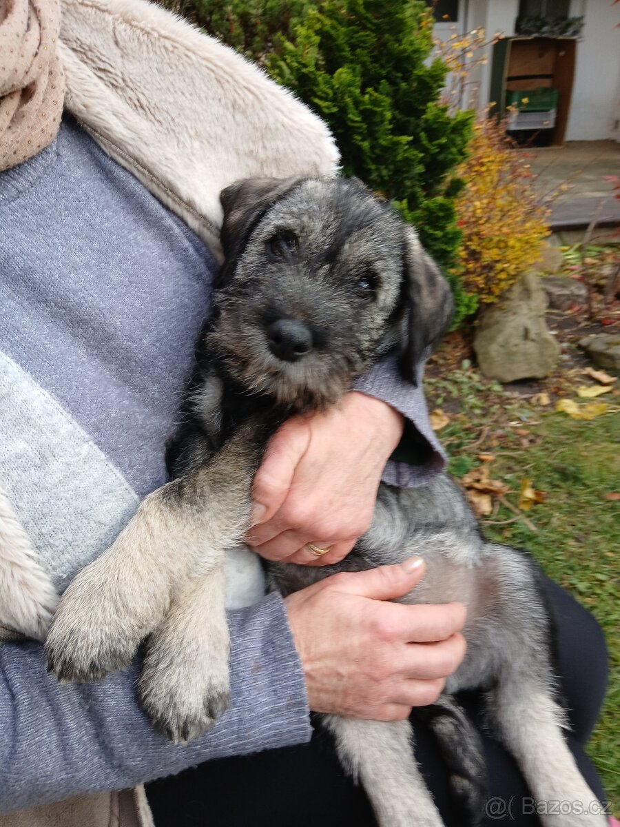 Knírač střední pepř a sůl, štěňata s PP - 9