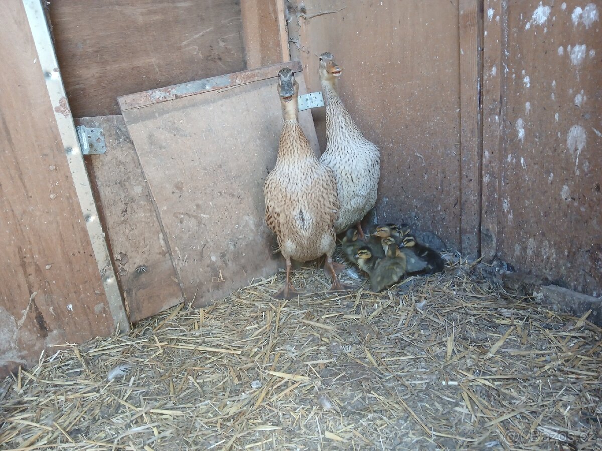 Kachny ruánské a saské - 9