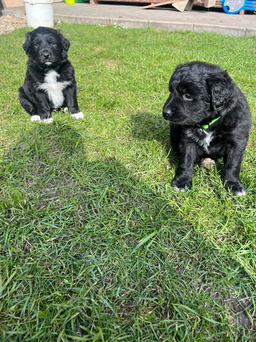 Štěňata kříženci border kolie - 9