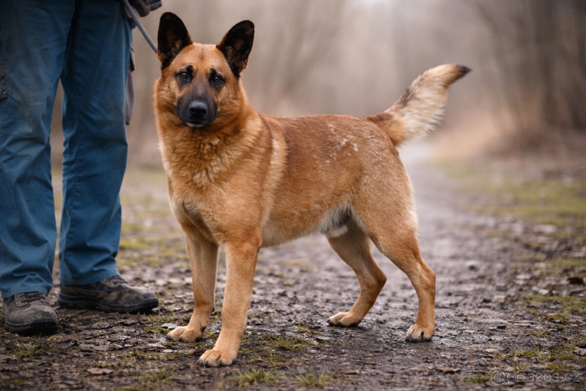 Archanas hledá domov - 9