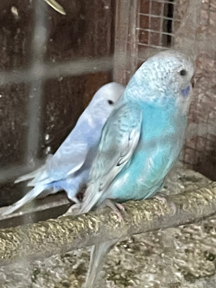 Andulka- Mláďata na ochočení - 9