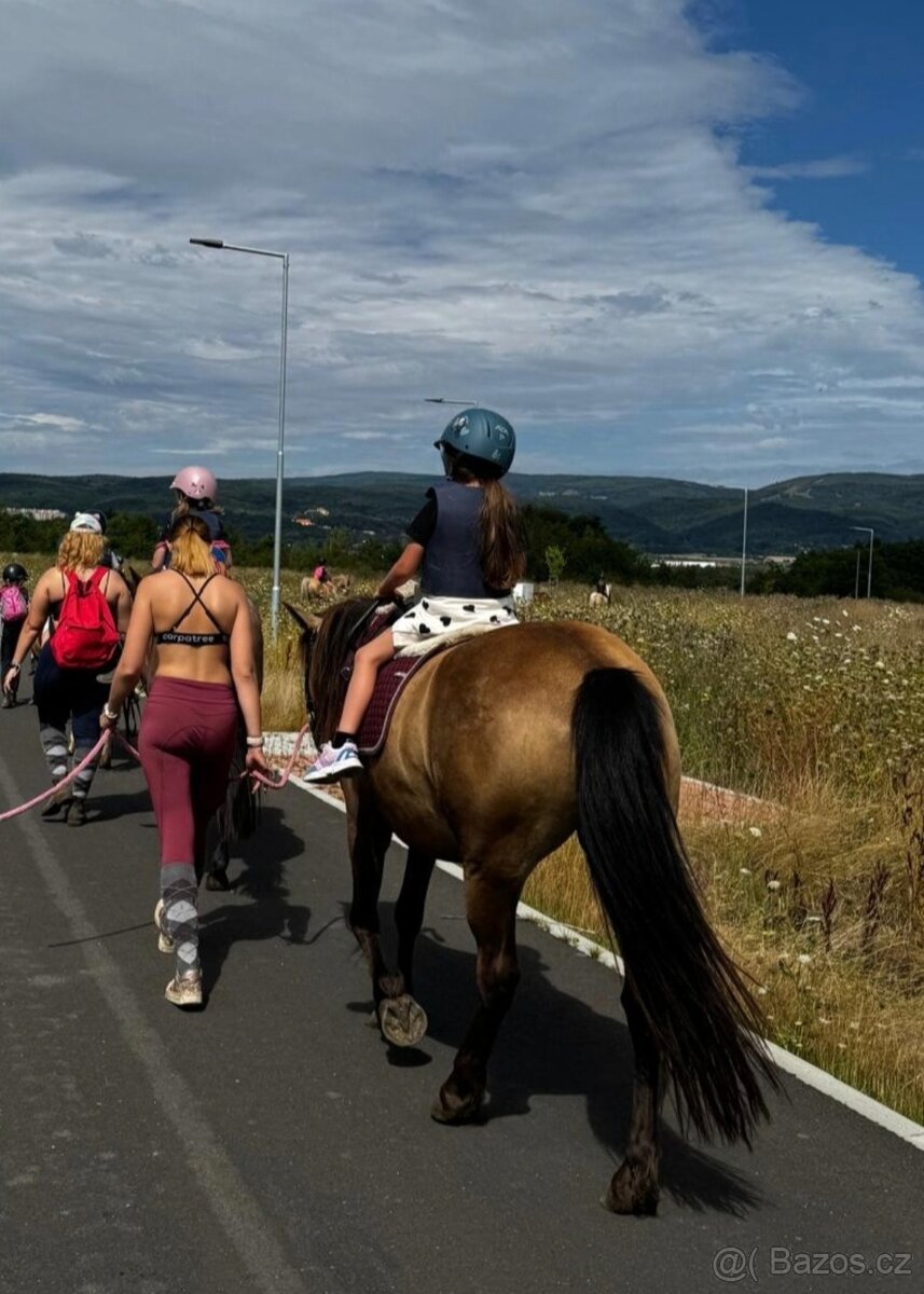 WPBr plavá tříletá kobylka - 9