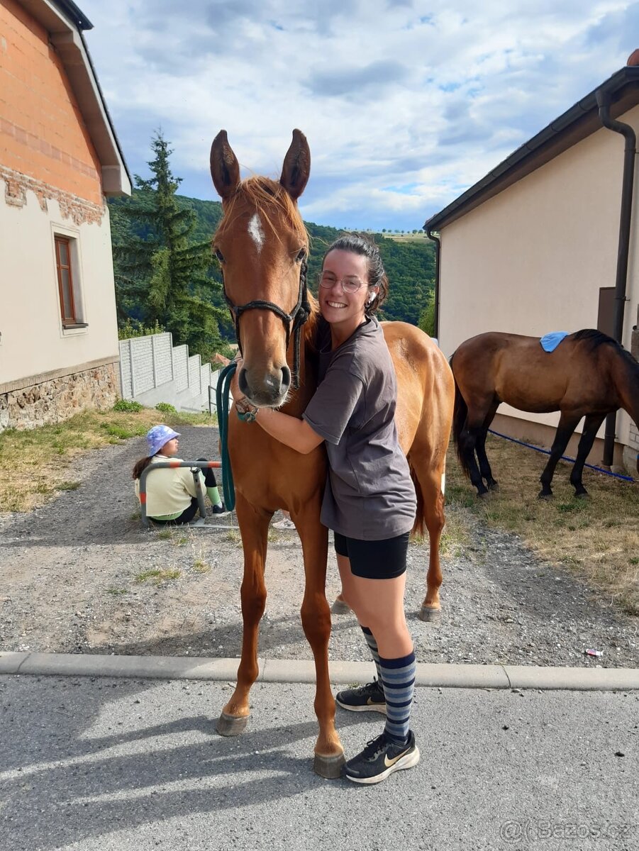 Lusitsno hřebec PSL z ověřeného spojení - 9