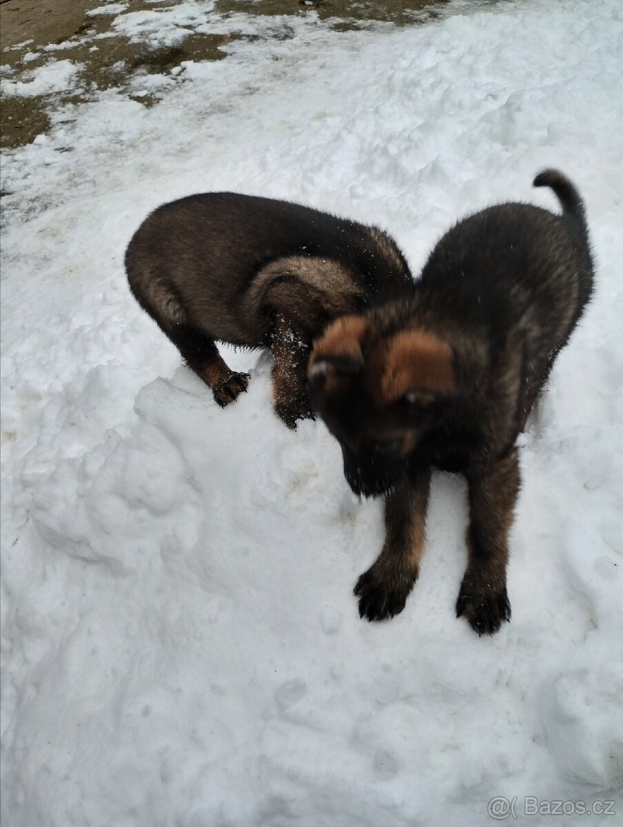 Německý ovčák - 9