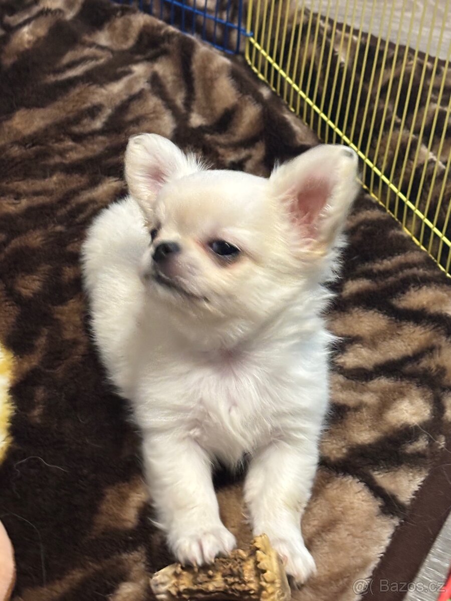 Čivava s PP FCI pejsci - 9