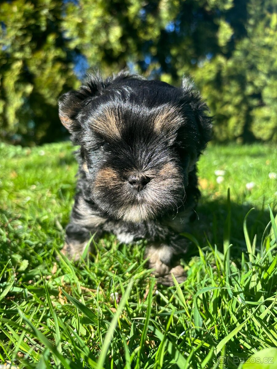 Yorkšírský teriér - 9