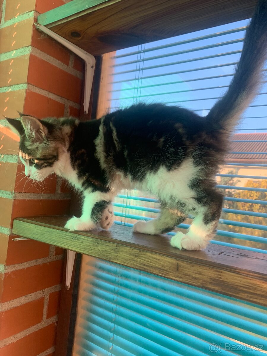 mainská mývalí kočka s PP - dva kocourci již brzo k odběru - 9