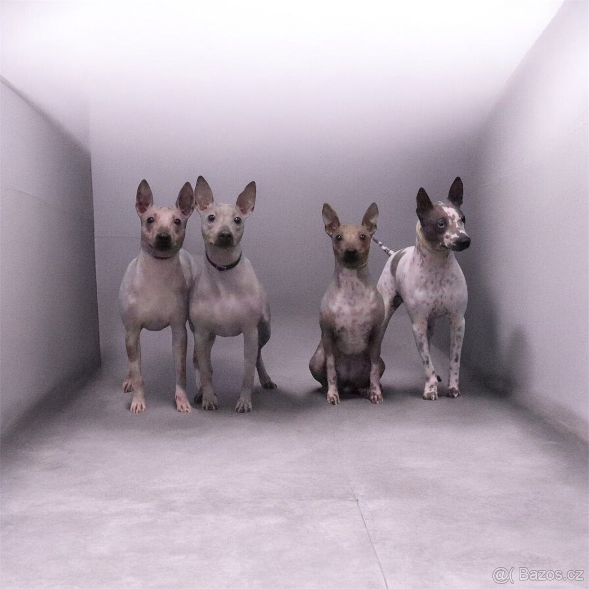 Americký bezsrstý teriér FCI - 9