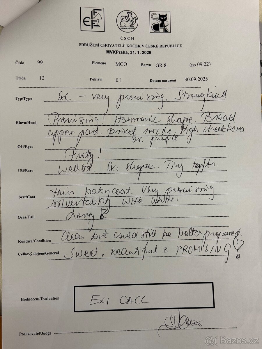 Kočka mainská mývalí s PP - 9