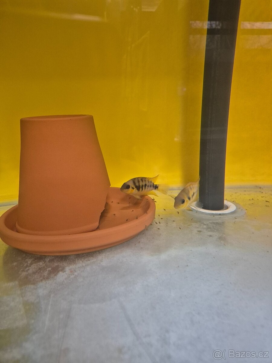 Prodej akvarijních ryb - 9