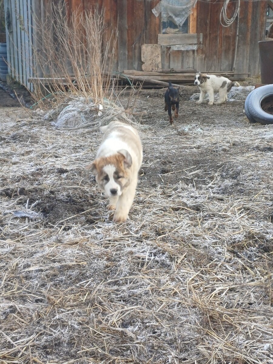 Moskevský strážní pes - 9