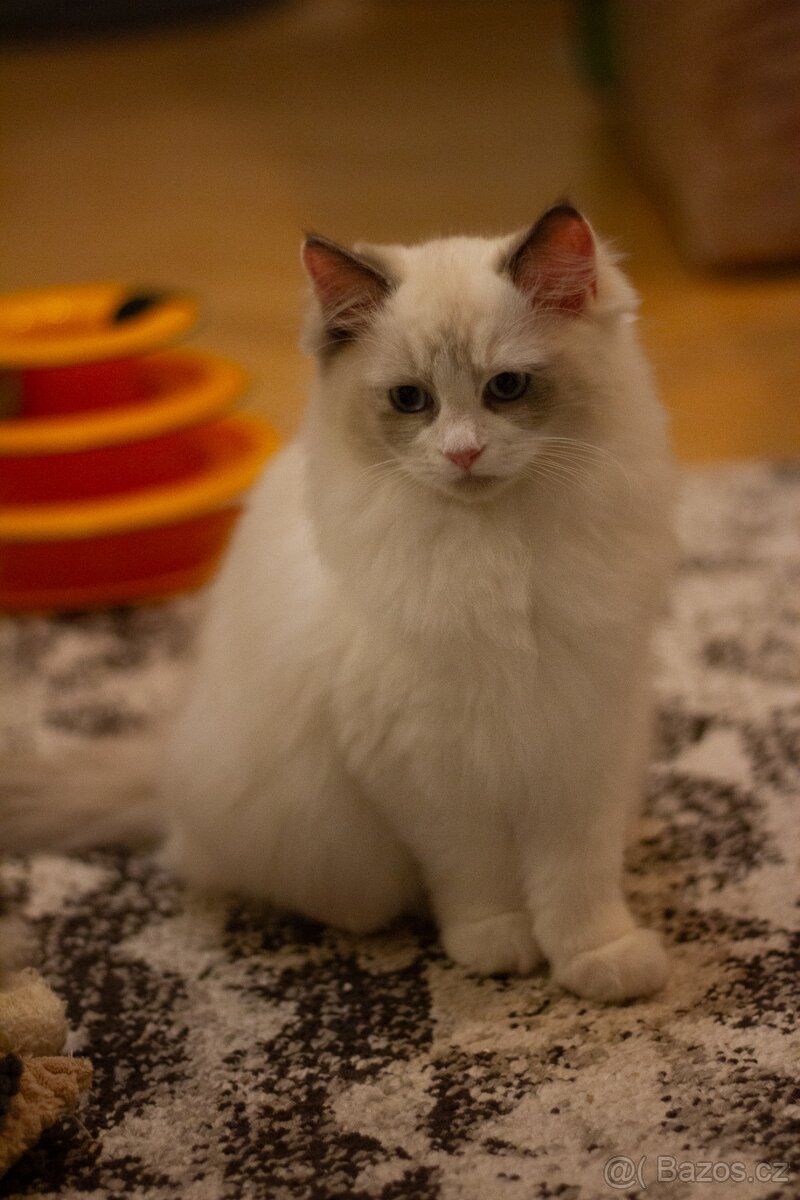 Ragdoll Koťata s PP - 9