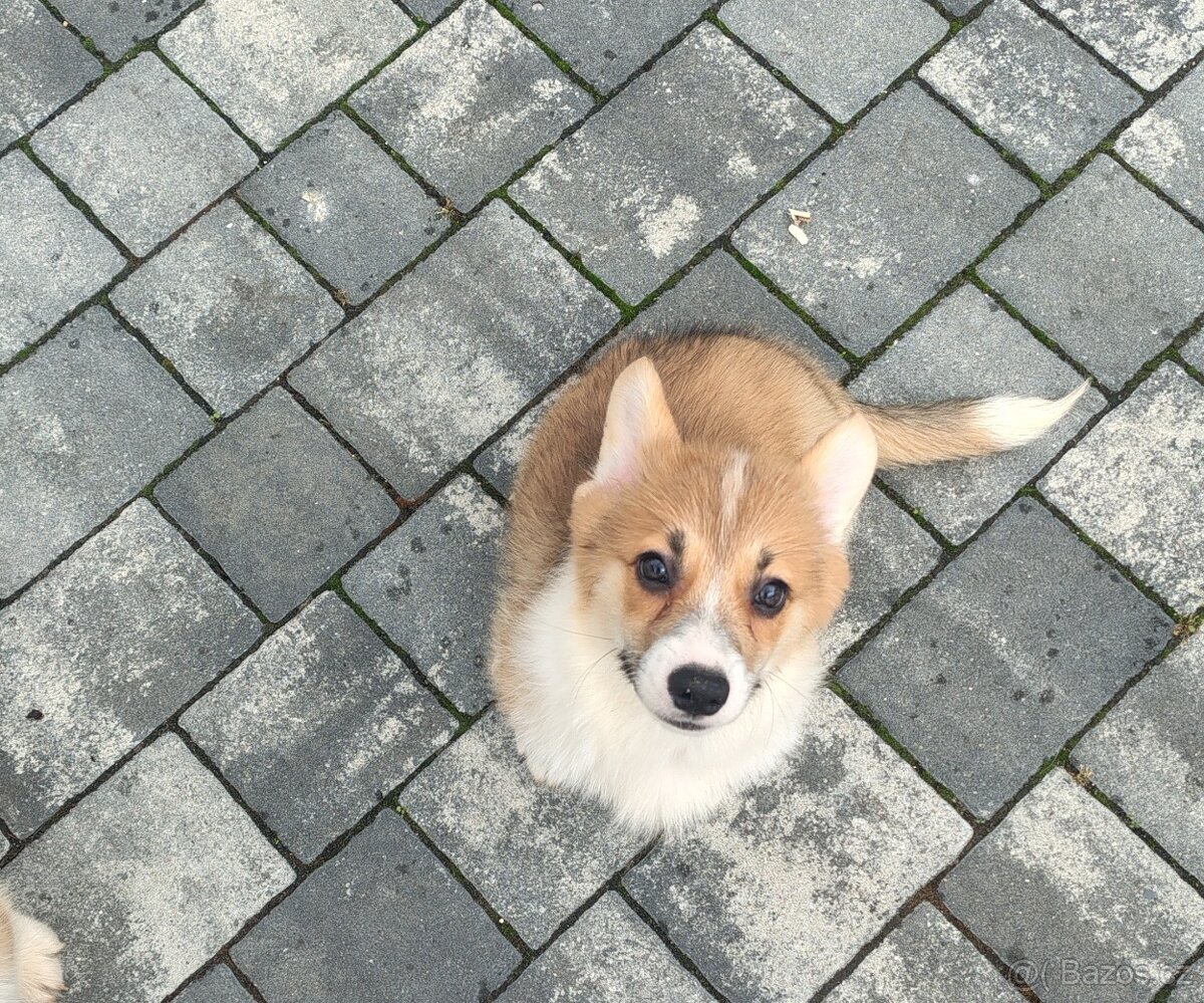Welsh Corgi Pembroke - 9