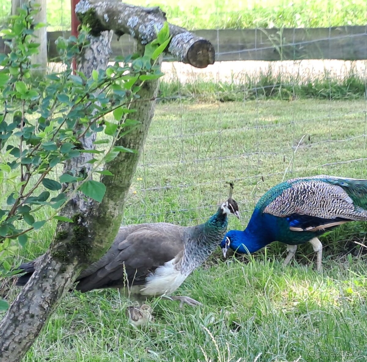 Páv, Páv korunkatý, Páv modrý - 9