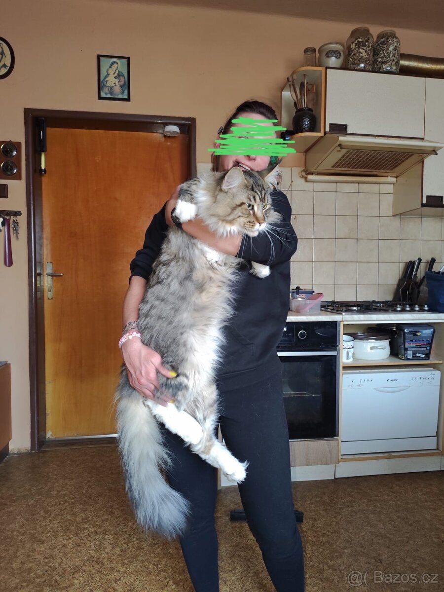 Mainská mývalí kočička s PP - 9