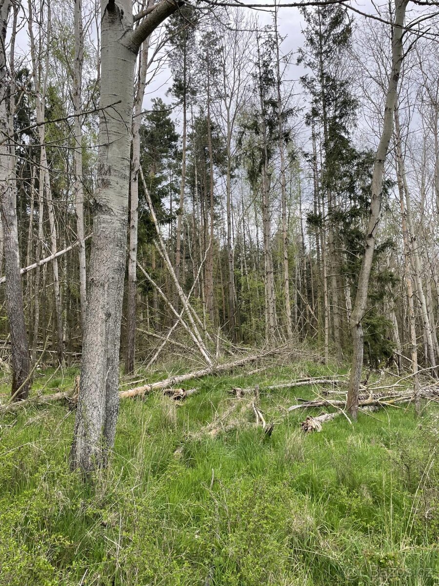 Prodám lesní pozemky v k.ú. Hradiště u Domažlic - 9