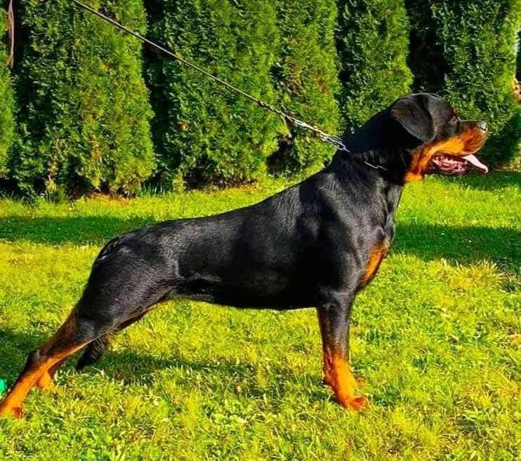 ŠTĚŇÁTA ROTTWEILER /ROTVAJLER - 9