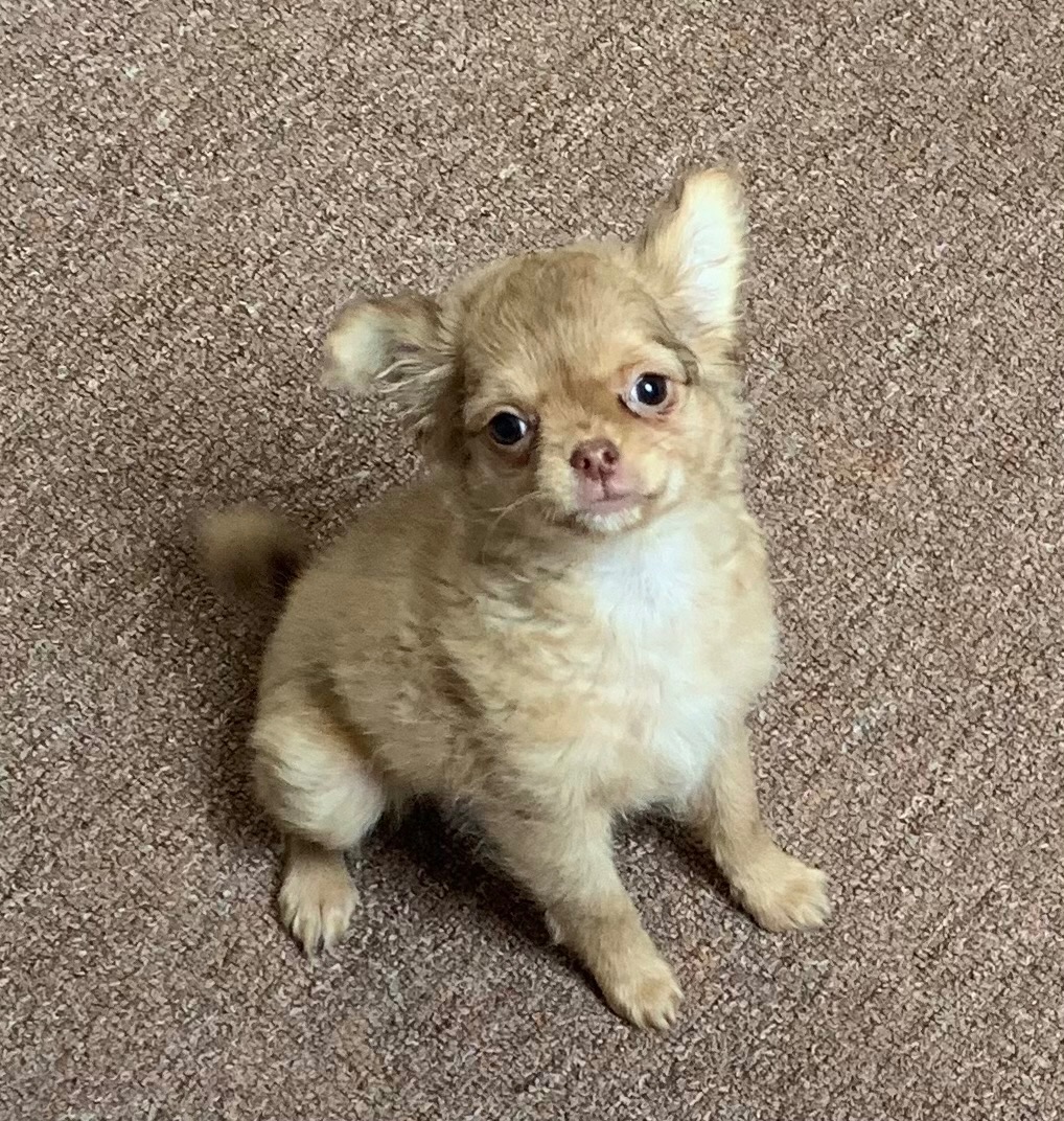 Čivava dlouhosrstá štěňátka - 9