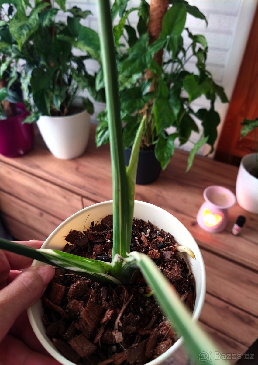 Monstera Thai Constellation - 9