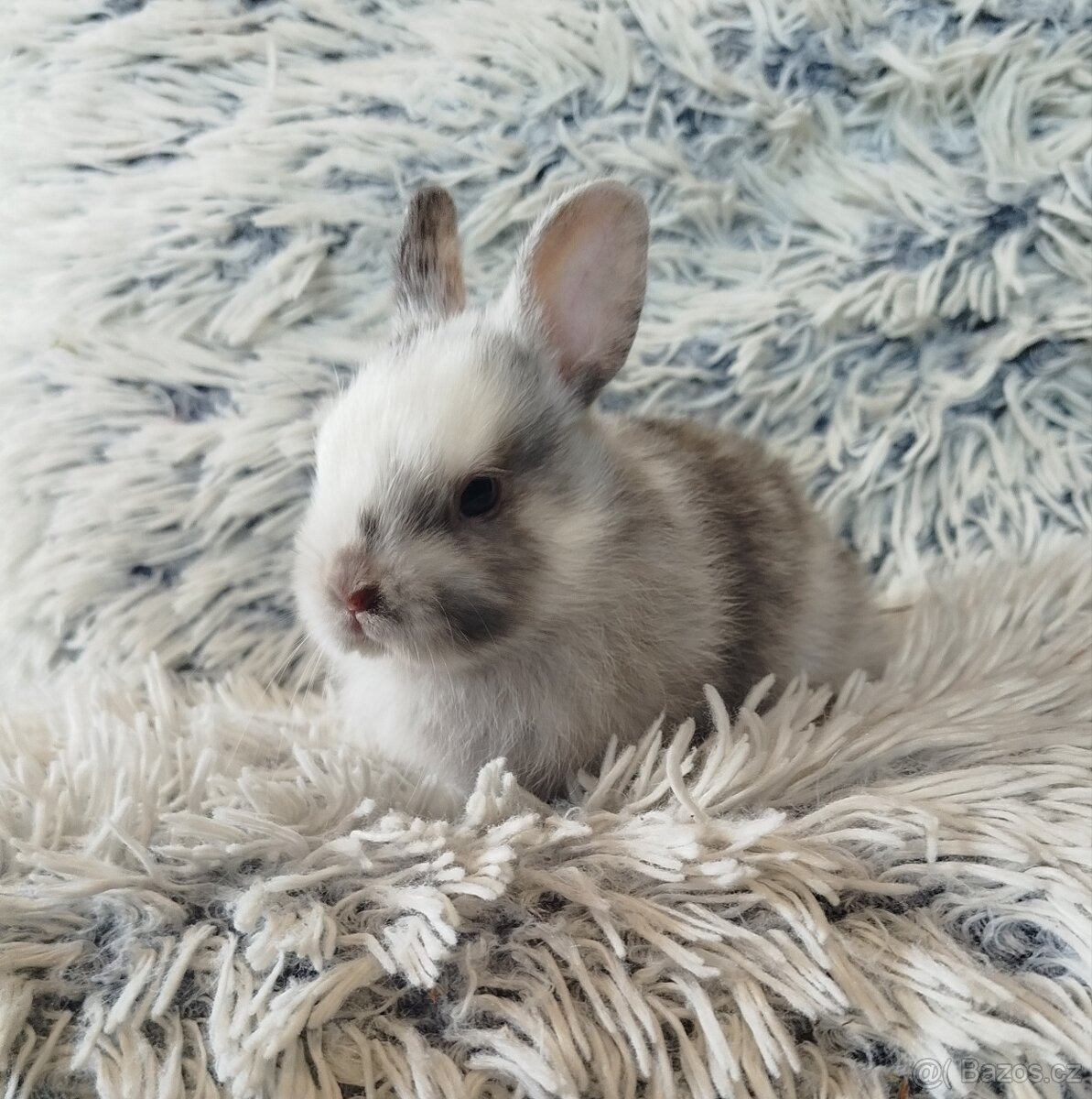Zakrslý králík - 9