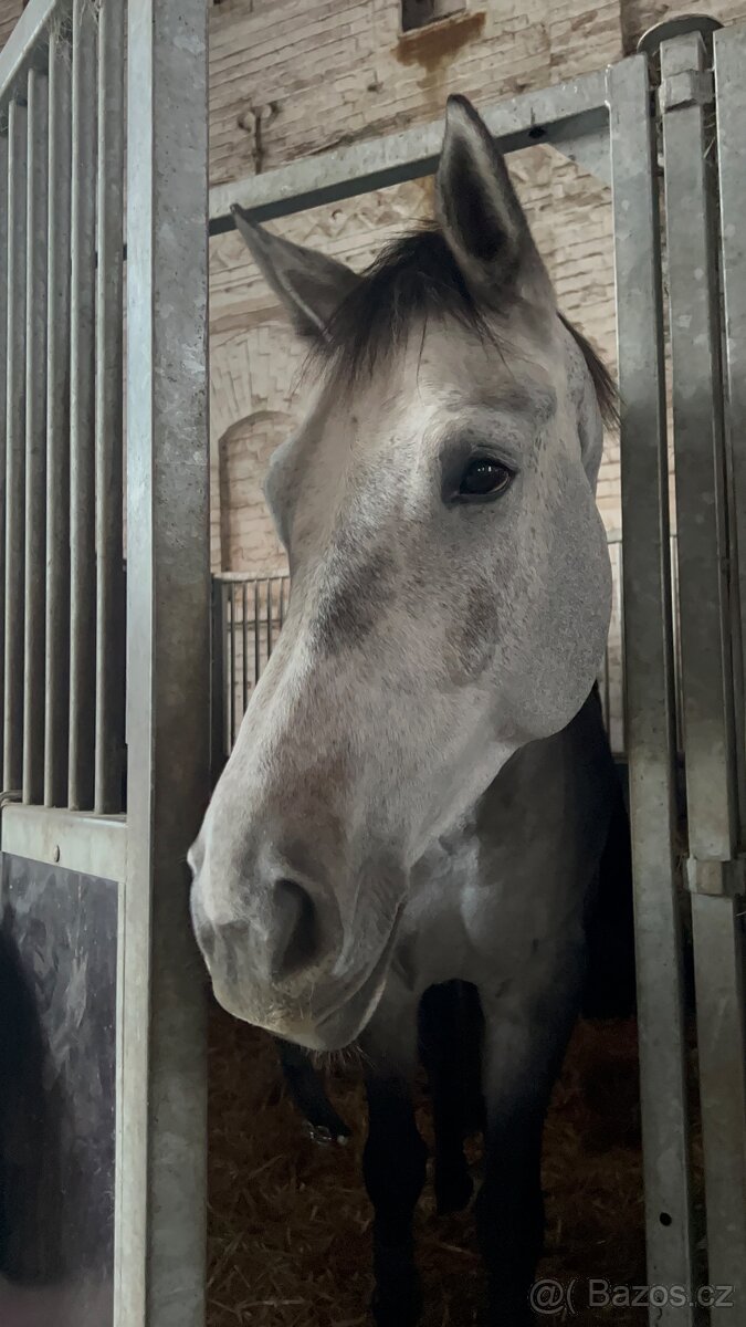 7 letý Valach po Cohinoor VDL - 9