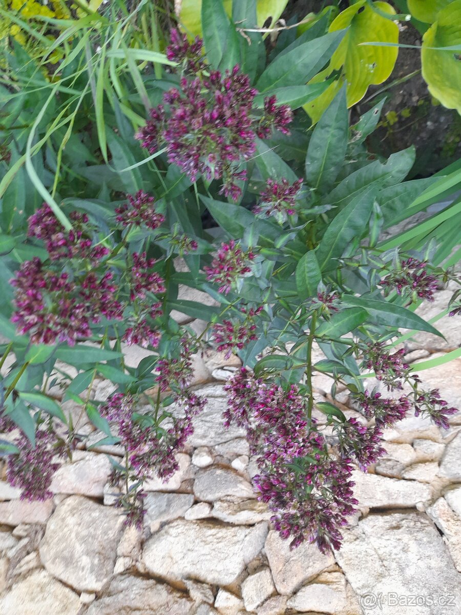 Floxy více kultivarů - 9